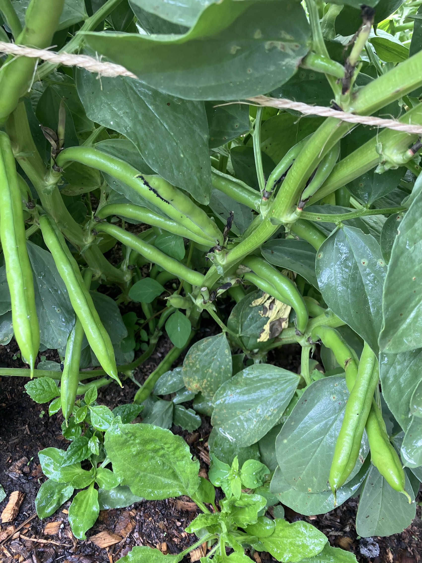 Broad Beans 30 05 25 with blackfly